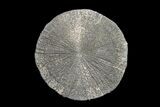 Pyrite Sun - Sparta, Illinois #154089-1